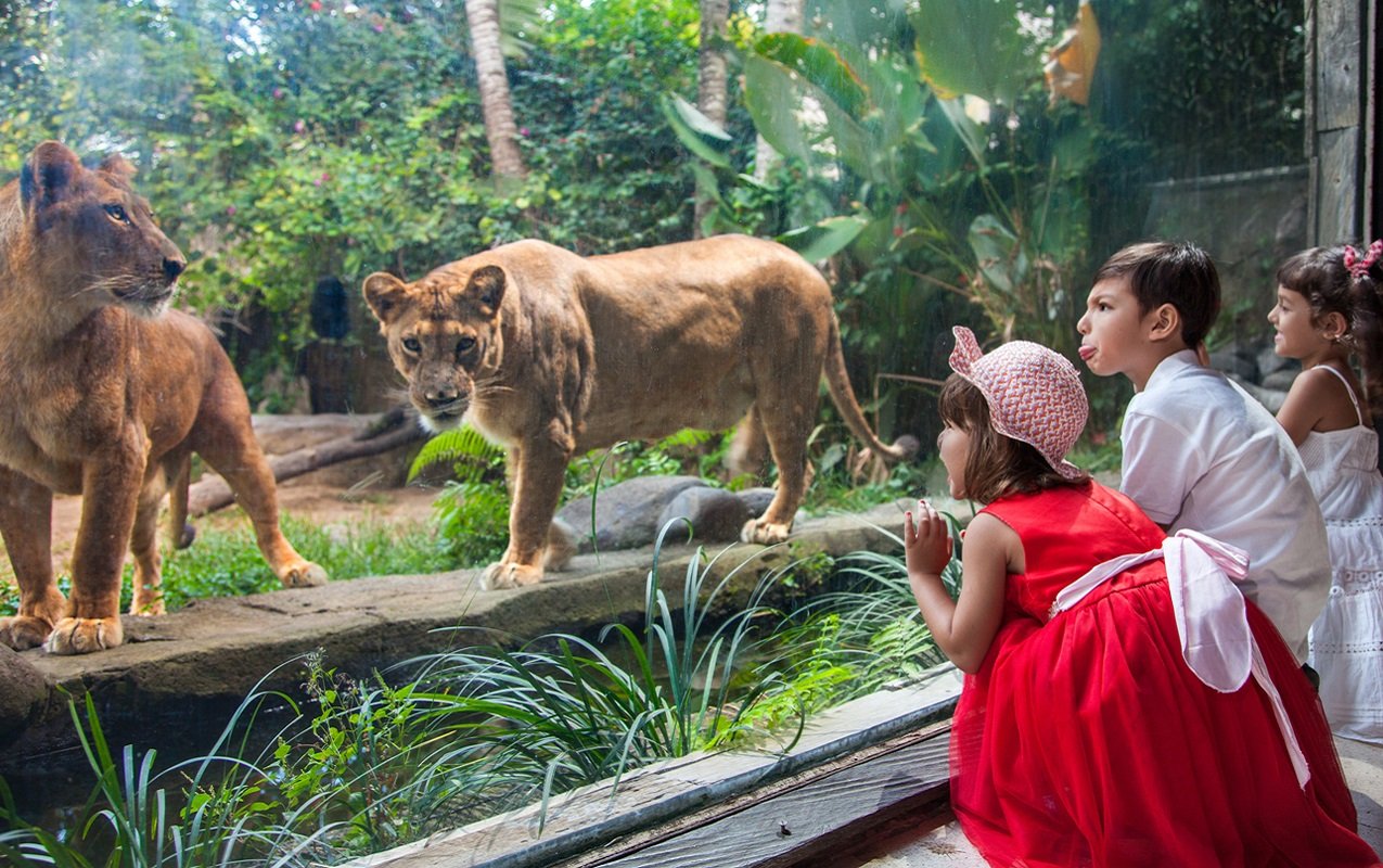 Turtle Island + Cooking Class + Bali Zoo